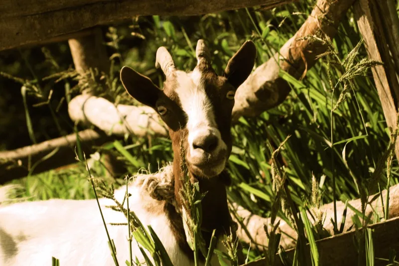 Agriturismo Agrodolce Stalle