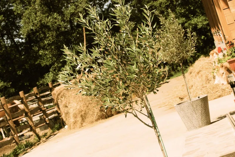 Agriturismo Agrodolce Stalle