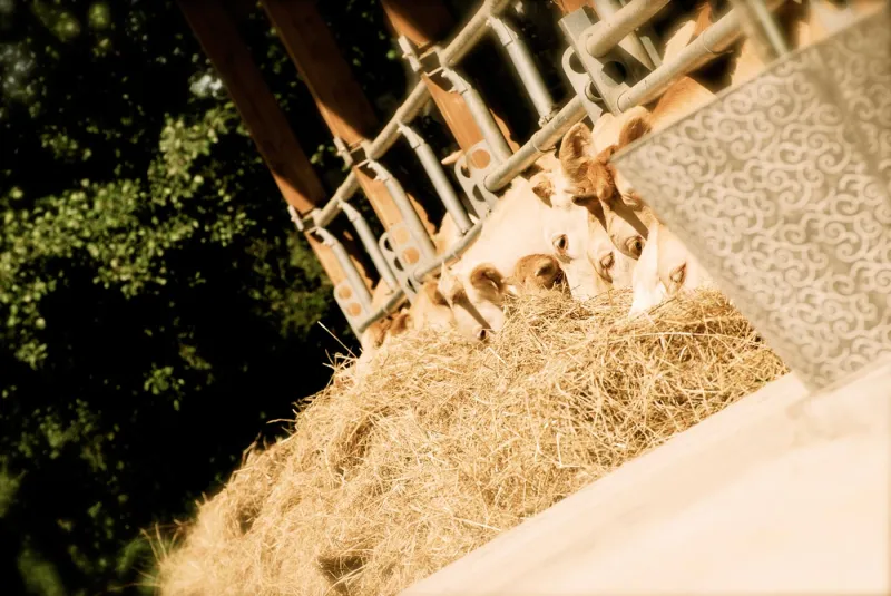 Agriturismo Agrodolce Stalle