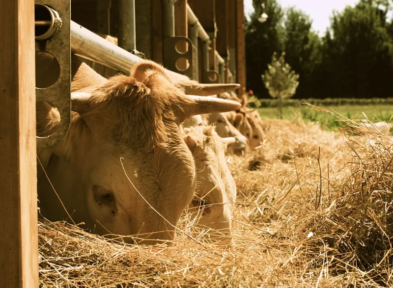 Azienda Agricola Agrodolce